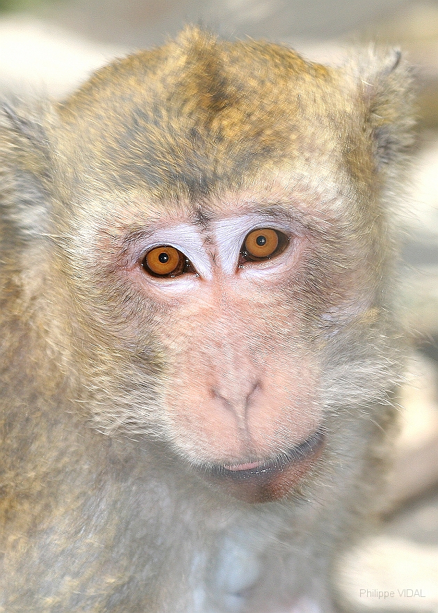 IMG_2201-03-Singe Vanille.JPG